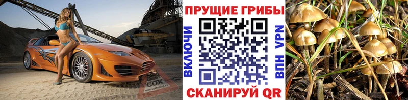 где купить наркоту  Заозёрск  Галлюциногенные грибы прущие грибы 